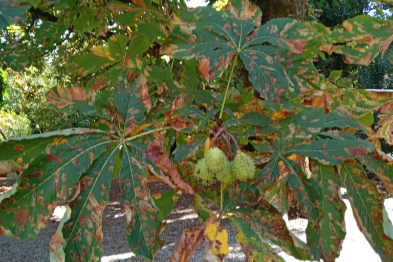 Salvaguardare alberi e foreste, un impegno per il futuro della Terra Salvaguardare alberi e foreste, un impegno per il futuro della Terra