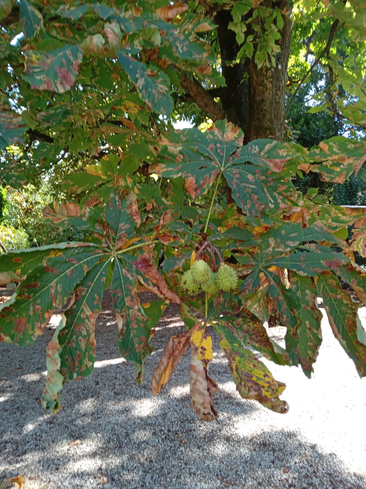 Salvaguardare alberi e foreste, un impegno per il futuro della Terra